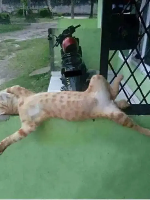 12 Potret Nyeleneh Kucing Tidur di Sembarang Tempat Ini Bikin Gemas