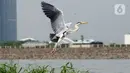 Aktivitas seekor burung Pesisir Jakarta, Sabtu (18/12/2021). Pesisir laut Jakarta yang menjadi tempat tinggal burung-burung pesisir sebagai habitnya dengan gedung-gedung bertingkat  dan statusnya terancam punah. (merdeka.com/Imam Buhori)