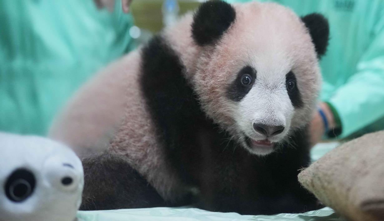 Satrio Wiratama atau Rio, anak panda raksasa pertama yang lahir di Indonesia, saat pratinjau media di Taman Safari Indonesia, Bogor, Jawa Barat, Jumat 15 Mei 2026. (AP Photo/Achmad Ibrahim)