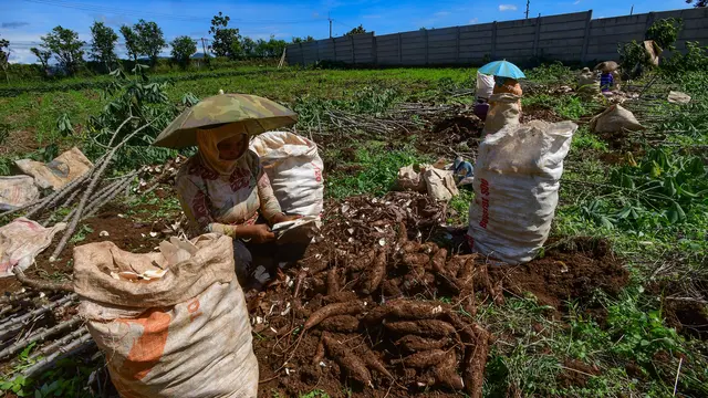 Petani singkong