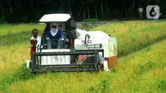 Petani memanen padi jenis IR 54 menggunakan mesin produk China di Galuh, Kulon Progo, Yogyakarta, Kamis (2/2/2020). Mesin yang disewa seharga Rp 500 ribu untuk memanen padi seluas 1.400 meter persegi itu mengefisienkan waktu, tenaga, dan modal dibandingkan tenaga manusia. (merdeka.com/Arie Basuki)