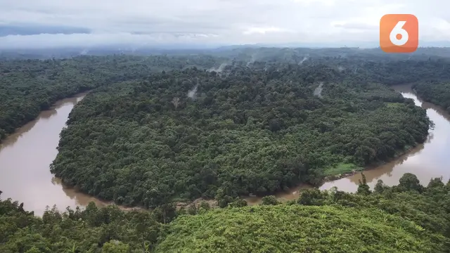 Hutan di Kalimantan