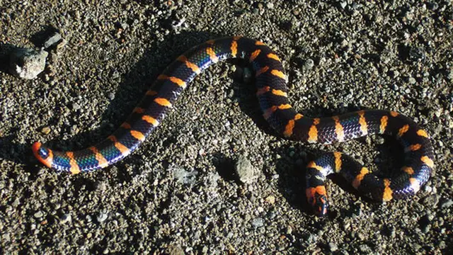 Ular Pipa atau Ular Belang Bata (Cylindrophis ruffus) (Wikimedia Commons)