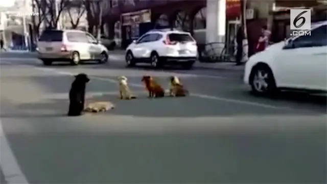 Aksi heroik dipertontonkan empat ekor anjing liar di Tiongkok. Anjing-anjing liar ini melindungi temannya yang mati ditabrak kendaraan