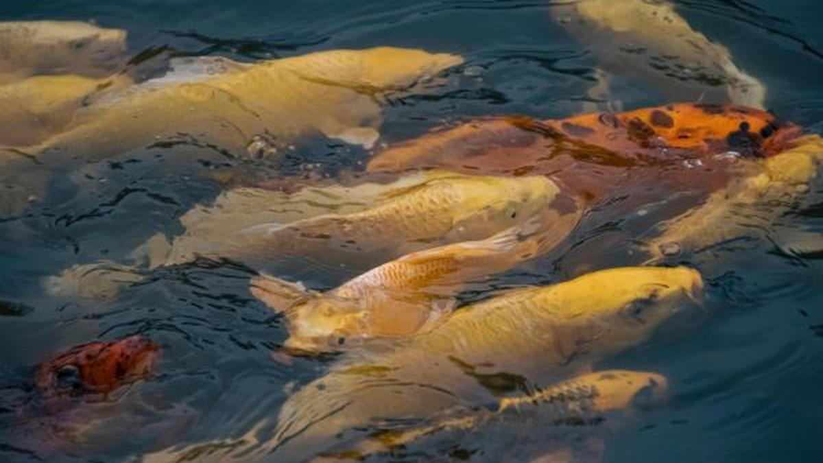 7 Pakan Rumahan untuk Ikan Mas Biar Cepat Gendut dan Tumbuh Sehat, Untung Melesat