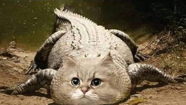 6 Editan Foto Wajah Kucing di Badan Hewan Lain Ini Kocak