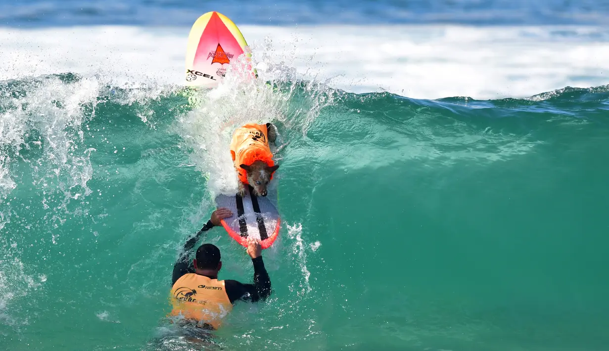Seekor anjing berselancar bersama pemiliknya saat kompetisi tahunan City Surf Dog di Huntington Beach, California, Sabtu (29/9). Para anjing peserta yang dipandu pemilik mereka diberi kesempatan menunjukkan kebolehan berselancar. (AFP/Frederic J. BROWN)