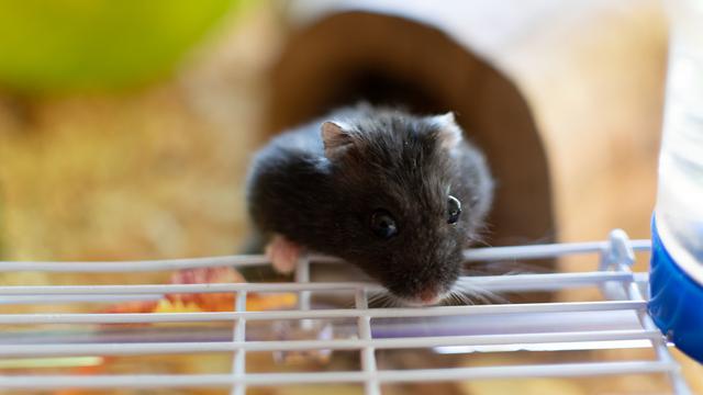 Jenis Hamster Langka dan Harganya