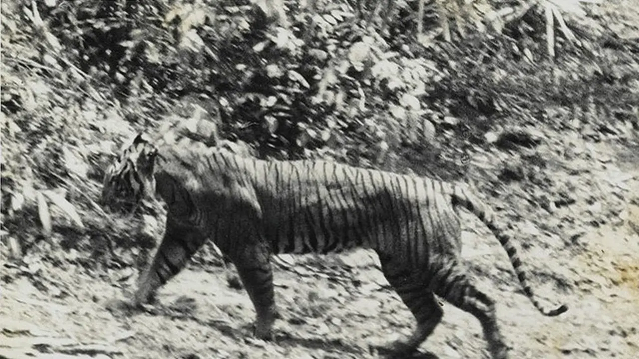 [Bintang] Dikabarkan Punah, Harimau Jawa Masih Ada di Ujung Kulon?