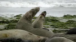 Sekelompok gajah laut dan anak-anak mereka menempati Pantai Drakes di California, Jumat (1/2). Gerombolan gajah laut tersebut menduduki pantai saat tempat wisata itu tutup dan tak bisa beroperasi karena "shutdown" pemerintah AS.  (AP/Eric Risberg)