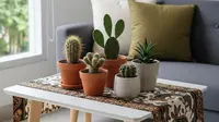 3 Tips Merawat Kaktus di Rumah, Cara Tepat ala Pebisnis Tanaman Hias Klaten