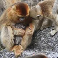 Ternyata untuk membantu persalinan monyet juga memiliki bidan dari jenisnya lho.