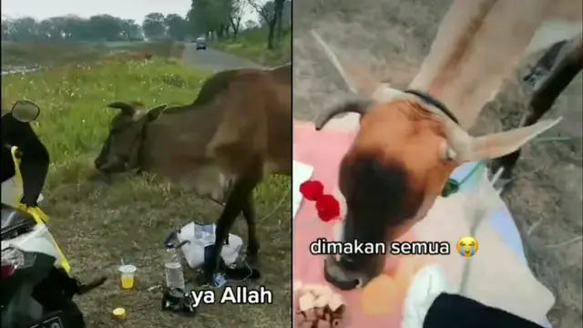Jauh dari Ekspetasi, Niat Ingin Piknik Estetis Malah Berujung Apes