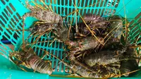 Sejumlah lobster hasil tangkapan nelayan di pantai Selatan Garut, Jawa Barat. (Liputan6.com/Jayadi Supriadin)