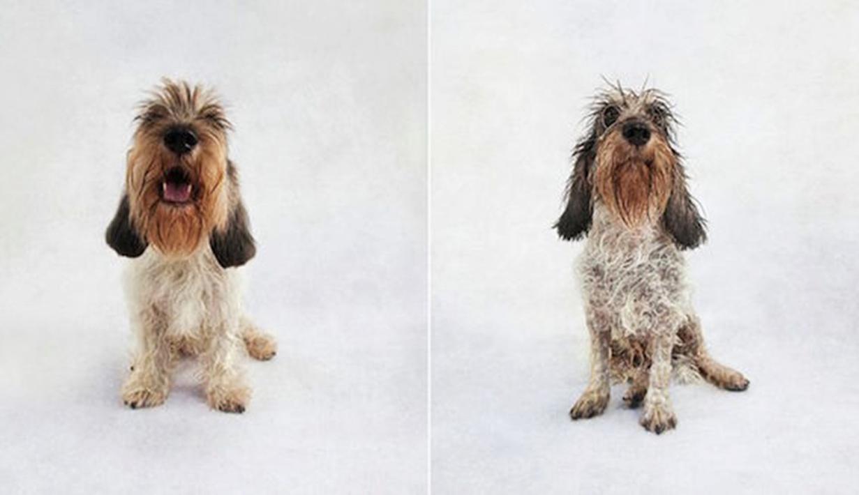 Perbedaan Anjing Sebelum Dan Sesudah Basah Kasihan Tapi Gemas Page 1 Fashion Fimela Com