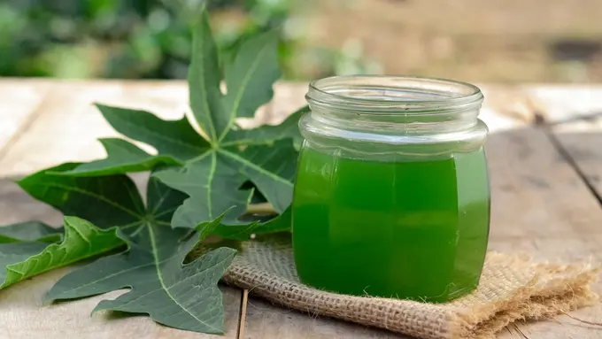 Di Balik Rasanya yang Pahit, Ternyata Daun Pepaya Memiliki Ragam Khasiat yang Baik Buat Tubuh! Apa Saja Ya?