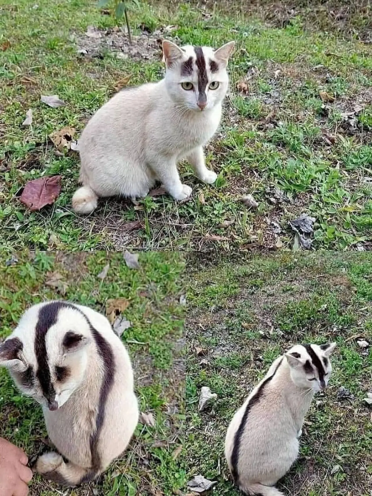 6 Potret Ibu Kucing dan Anaknya Punya Corak Tubuh Sama, Momen Langka ...