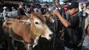 Seorang anak menggiring sapi yang akan dijual di Pasar Hewan Jonggol, Kabupaten Bogor, Jawa Barat, Kamis (7/7/2022). Menurut pengelola penjualan hewan kurban di Pasar Hewan Jonggol mengalami penurunan dibandingkan tahun sebelumnya akibat dampak dari wabah virus penyakit mulut dan kuku (PMK). (merdeka.com/Iqbal S Nugroho)