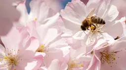 Seekor lebah mengumpulkan nektar dari bunga pohon sakura Jepang yang mekar di Stadtpark di Wina, Austria (22/3). (AFP Photo/Joe Klamar)