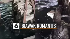 Aksi romantis diperlihatkan oleh dua biawak ini ketika saling berpelukan.