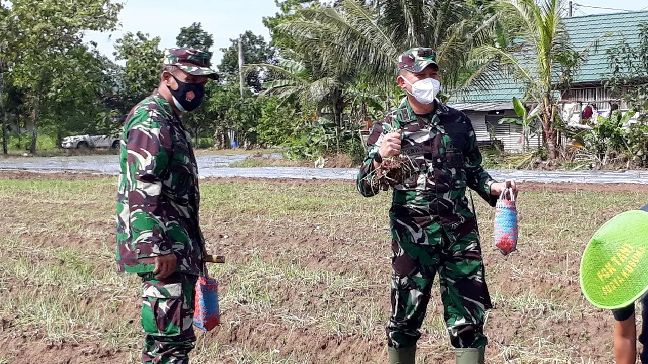 Panen raya bawang merah di lahan Batalyon Infantri 405/Surya Kusuma, Wangon, Banyumas, Jawa Tengah, Kamis (4/2/2021). (Foto: Liputan6.com/Muhamad Ridlo)