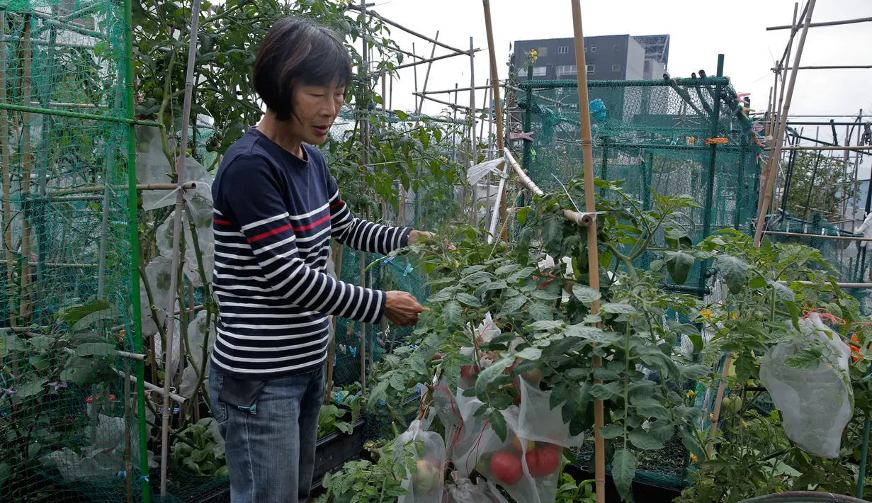 Seorang pekerja memanen sayur dan buah di sebuah kebun yang berada di atap gedung industri di Hong Kong, Minggu (18/3). Beberapa jenis sayur dan buah yang ditanam di antaranya tomat, selada, dan daun mustard China. (AP Photo/Kin Cheung)