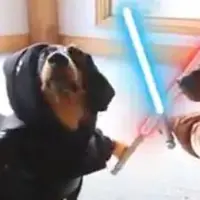 Yuk lihat kelakuan lucu anjing ketika parodikan Star Wars.| Via: vidio.com