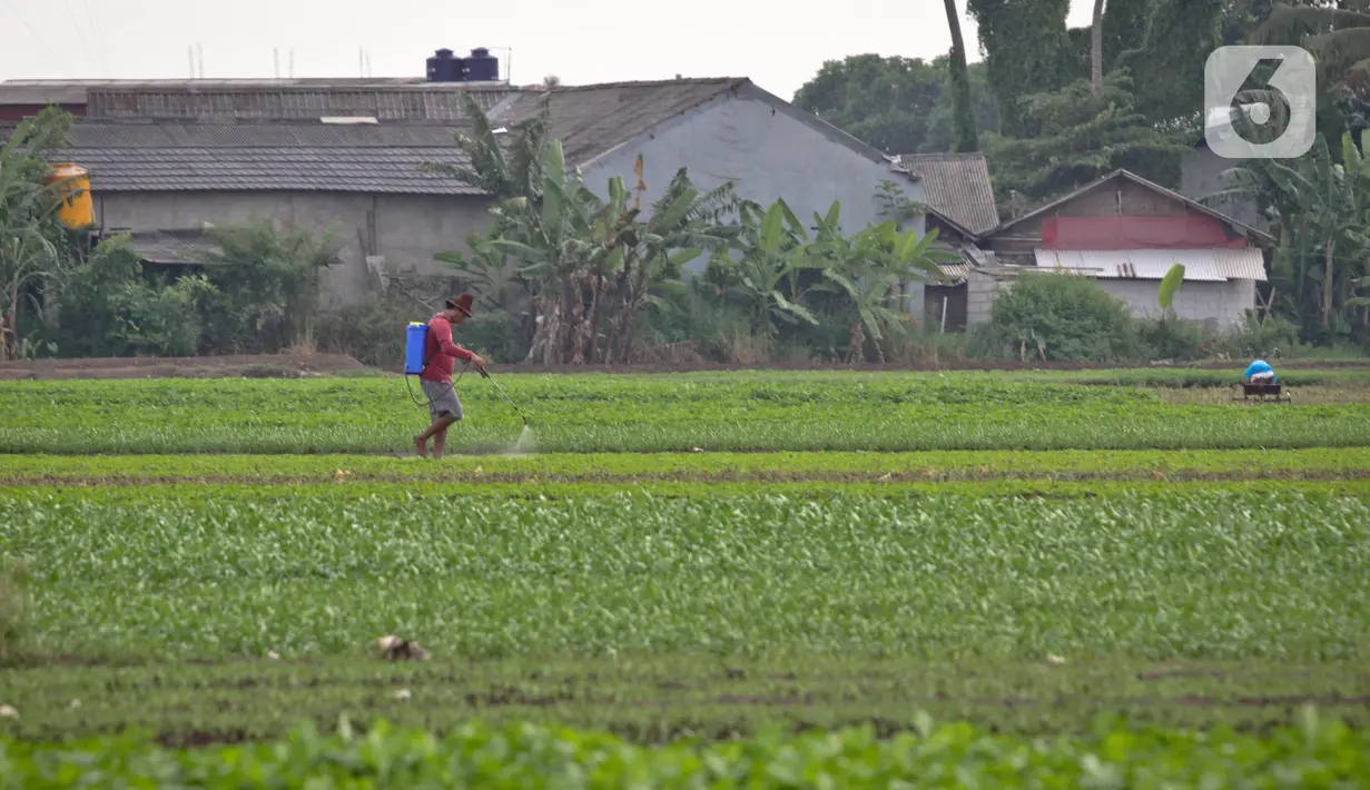 Petani menyirami lahan yang ditanami sayuran di Jalan Irigasi, Neglasari, Kota Tangerang, Senin (11/7/2022). Para petani sayuran di tempat tersebut menanam sayuran bayam dan caisim yang nantinya akan dijual di Pasar tradisional di Kota Tangerang. (Liputan6 com/Angga Yuniar)
