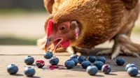 Ayam Boleh Makan Blueberry? Ini Manfaat dan Batas Aman yang Jarang Diketahui