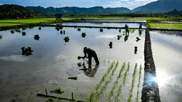 KSA tersebut menunjukkan adanya peningkatan pada luas panen dan produksi padi di Aceh sepanjang tahun 2025. Tampak dalam foto, petani menanam benih padi di sawah di Lhoknga, Provinsi Aceh pada Kamis 20 November 2025. (CHAIDEER MAHYUDDIN/AFP)