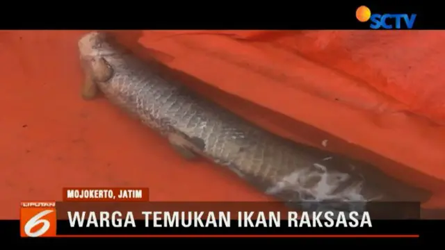 Ikan berjenis arapaima ini memiliki panjang 157 sentimeter dan memiliki berat sekitar 30 kilogram.
