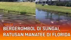 Aksi ratusan Manatee atau lembu laut bergerombol di permukaan sungai menarik perhatian