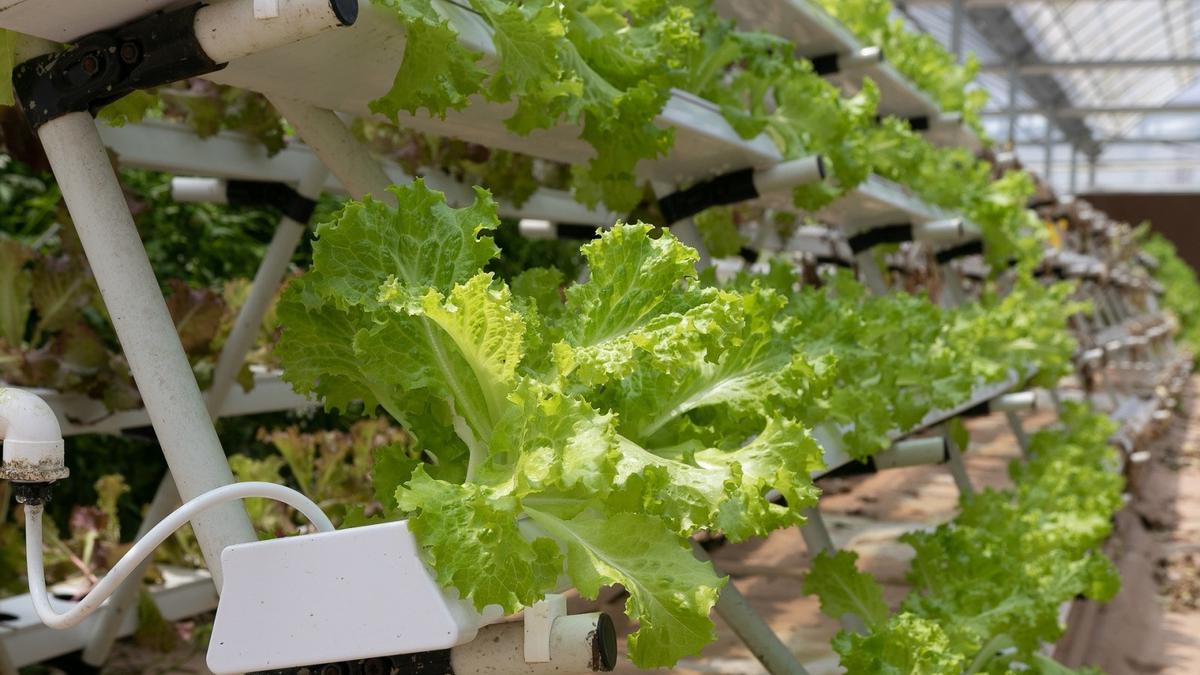 6 Tanaman Hidroponik Mudah Dirawat di Kebun Rumah, Cocok untuk Lahan Kecil