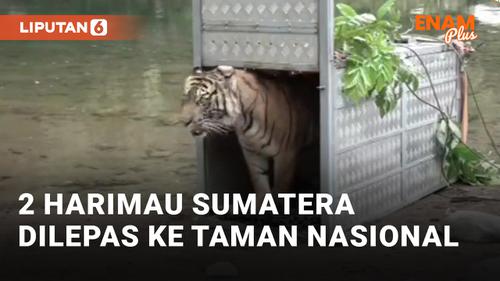 VIDEO: Detik-detik 2 Ekor Harimau Sumatera Dilespaskan di Taman Nasional Kerinci
