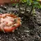 Cara Mengatasi Siput Kecil yang Muncul di Pot Tanaman Setelah Hujan, Kenali Tanda dan Pencegahannya