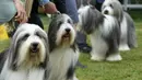 Anjing Pug berbaris di area penjurian dalam Westminster Kennel Club Dog Show di Lyndhurst Estate, Tarrytown, New York, Amerika Serikat, 12 Juni 2021. Pandemi COVID-19 membuat Westminster Kennel Club Dog Show tahun ini digelar tanpa penonton. (TIMOTHY A. CLARY/AFP)