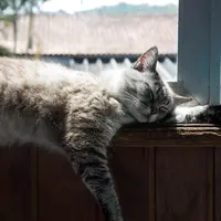 Simak untuk fakta-fakta tentang bulu kucing yang bisa berdampak pada kesehatan tubuh pemiliknya. (unsplash.com/@tamoio)