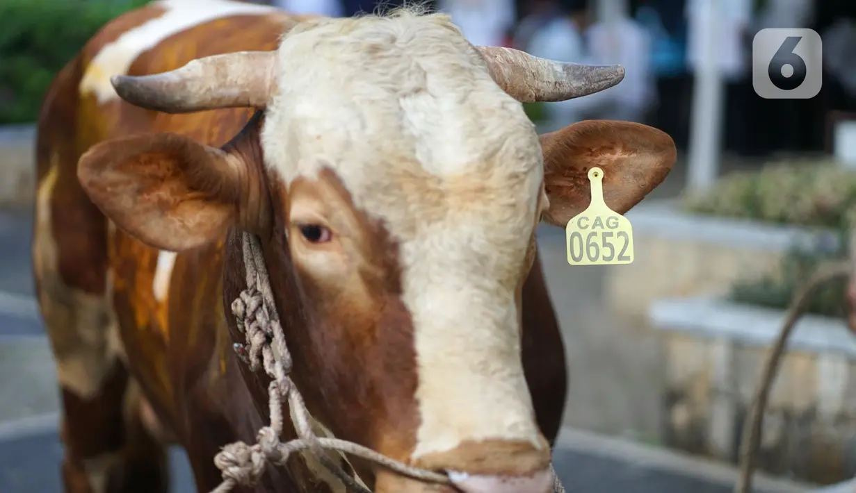 Sapi kurban sumbangan Gubernur DKI Jakarta Anies Baswedan terlihat di Balai Kota, Jakarta, Jumat (31/7/2020). Pada Hari Raya Idul Adha tahun ini, Anies menyumbangkan sapi kurban jenis limosin seberat 1,3 ton. (Liputan6.com/Immanuel Antonius)
