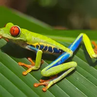 Katak (Foto: 4.bp.blogspot.com)