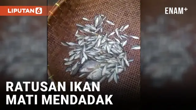 VIDEO: Diduga Tercemar Limbah Pabrik, Ratusan Ikan di Sungai Ciujung Mati Mendadak