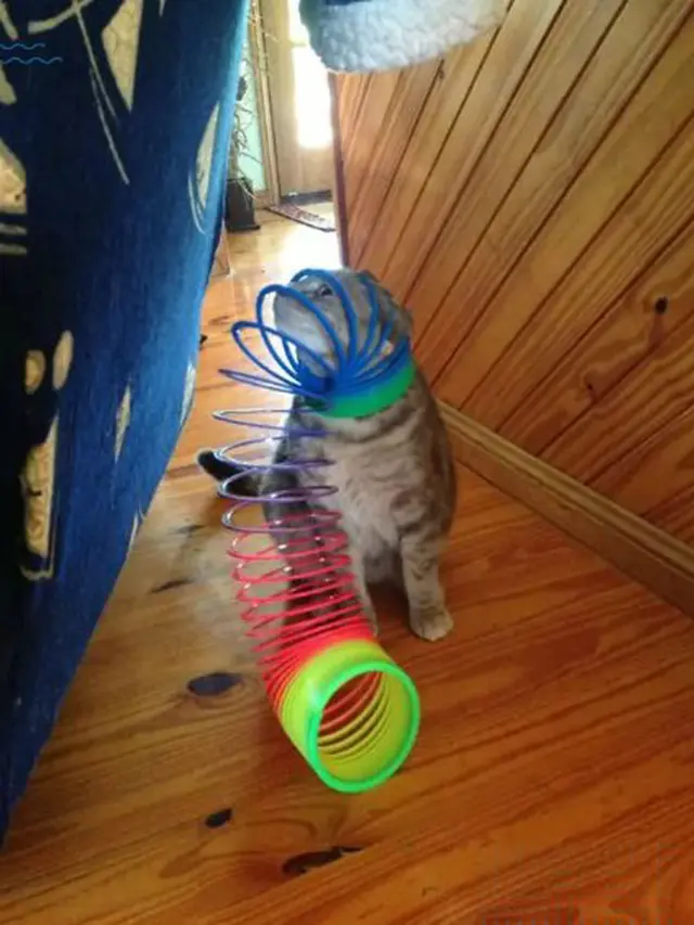 kucing heran