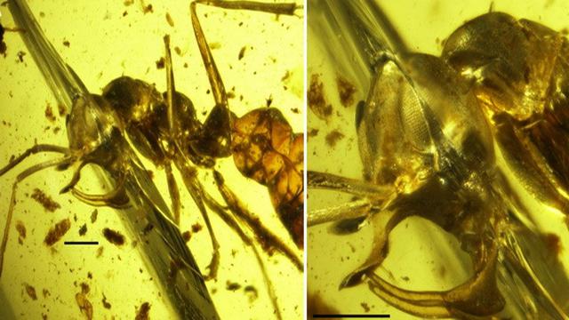 Fosil Semut Neraka Prasejarah Saat Memburu Mangsanya Ditemukan di Myanmar
