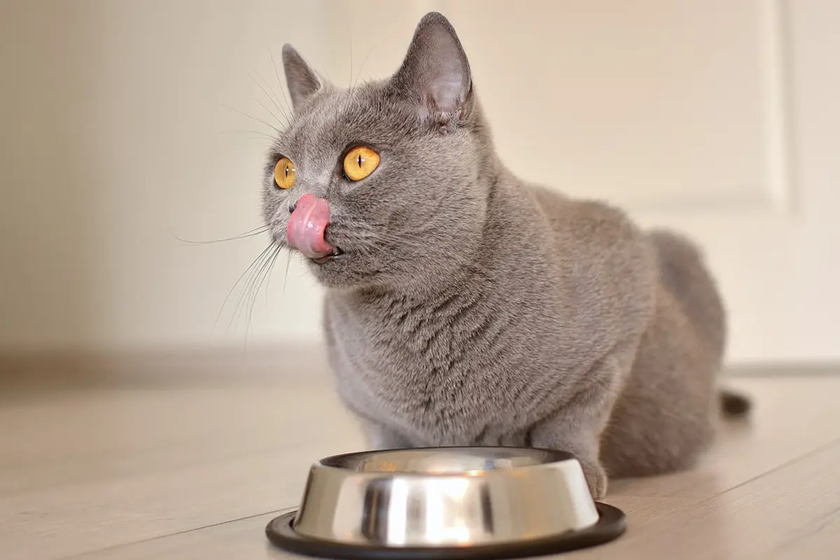 Kucing.