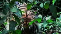 Selama dua jam, tim gabungan BBKSDA Riau berhadapan langsung dengan harimau pemangsa karyawati perusahaan sawit di Indragiri Hilir, Riau. (Liputan6.com/M Syukur)