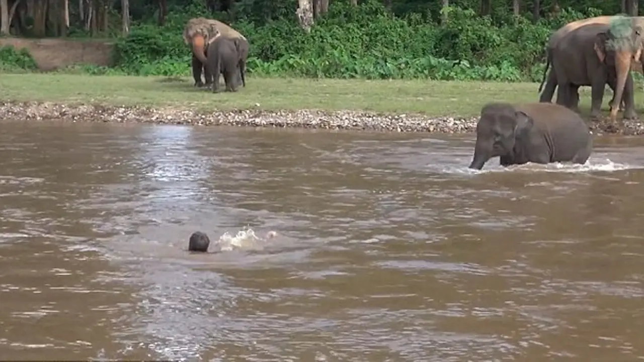 Detik-detik Anak Gajah Selamatkan Pelatih yang 'Tenggelam'