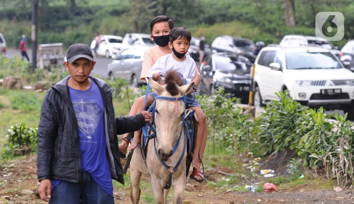 Warga berkuda saat berkeliling kebun teh di pinggir jalan raya yang menghubungkan Bogor-Cianjur di kawasan Gunung Mas, Puncak, Jawa Barat, Minggu (17/5). Kegiatan ngabuburit atau menunggu waktu berbuka puasa ini melanggar aturan PSBB karena mengundang kerumunan massa. (merdeka.com/Arie Basuki)