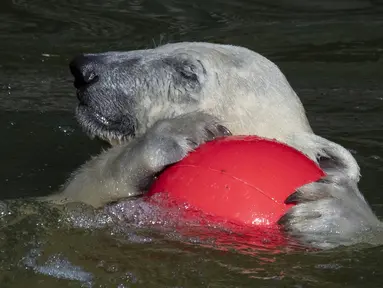 Hertha si beruang kutub bermain dengan bolanya saat suhu mencapai lebih dari 30 derajat Celcius  di kebun binatang Tierpark di Berlin, Jerman (26/7/2019). Rekor suhu terpanas baru tercatat di berbagai penjuru Eropa termasuk Jerman sewaktu gelombang panas melanda benua tersebut. (AFP Photo/John Macdo