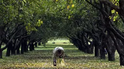 Seorang pria mengambil buah apel yang dipetiknya di kebun apel di taman kota di Minsk, Belarusia (11/10/2019). Beberapa orang datang ke taman setiap hari untuk mengumpulkan apel secara gratis, dan ini sangat populer dengan orang-orang pensiunan. (AP Photo/Grits Sergei)