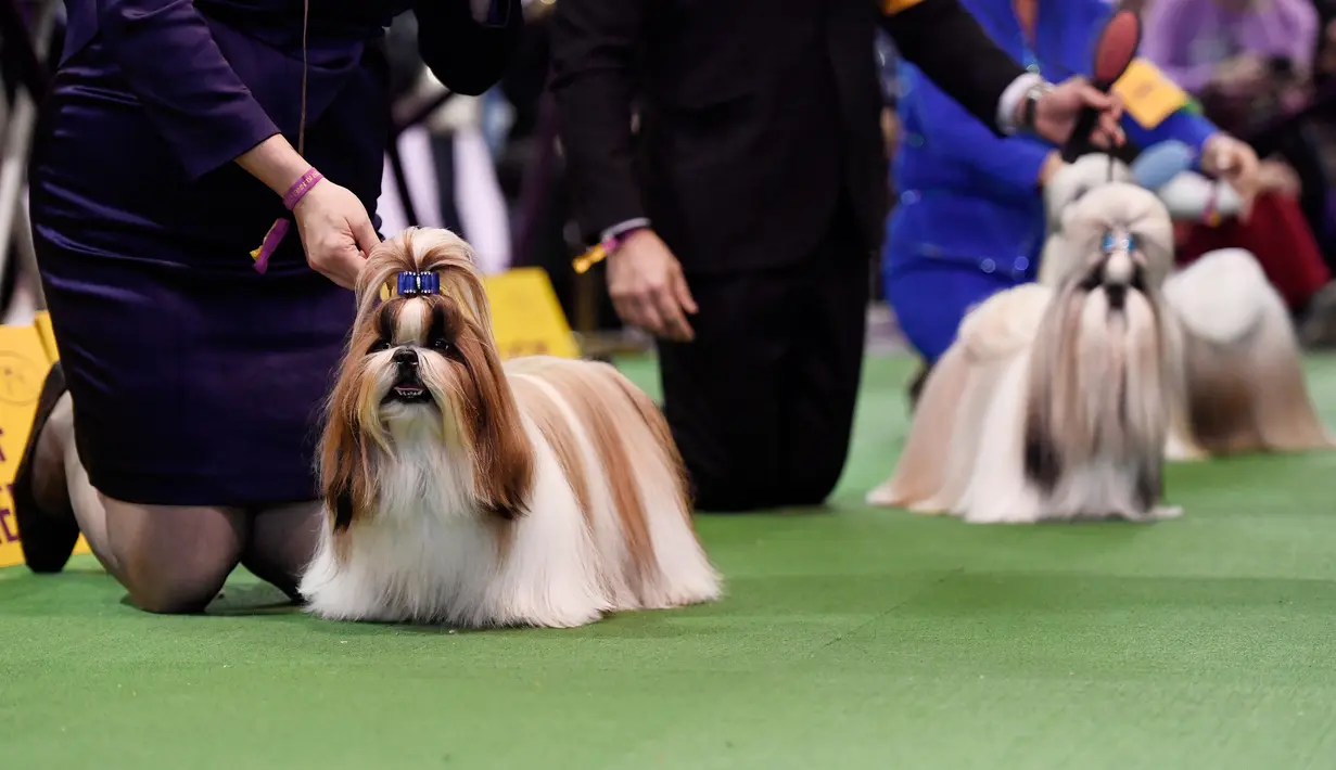 Shih Tzu berkompetisi dalam Breed Judging saat pertunjukan anjing Westminster Kennel Club di New York, Senin (11/2). Kompetisi yang disebut sebagai pertunjukan anjing terbesar itu telah digelar sejak 1877. (Sarah Stier/Getty Images/AFP)