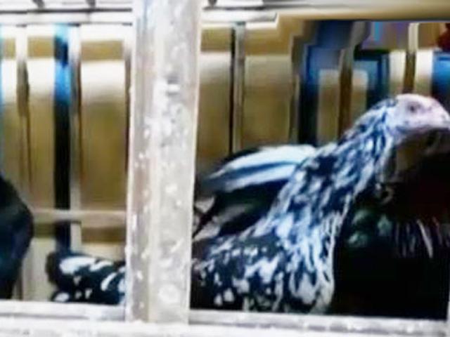 Cara Ternak Ayam Kampung Yang Mudah Bisa Diterapkan Di Rumah Hot Liputan6 Com